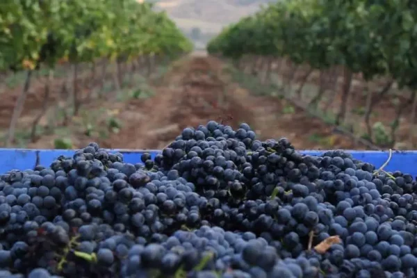 Julia Winery