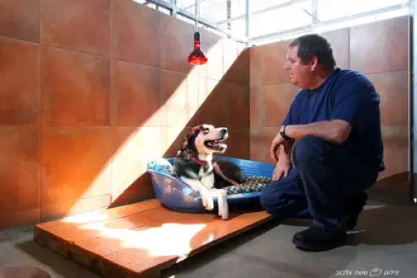 dogs